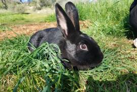 California - Femish Giant, Rabbit