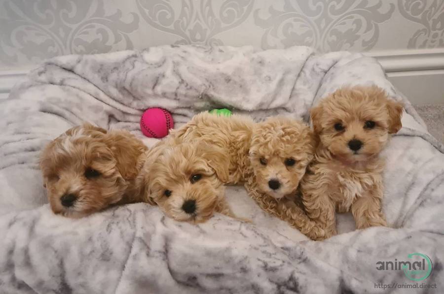 Teacup toy and standerd Maltip, Mixed Breed