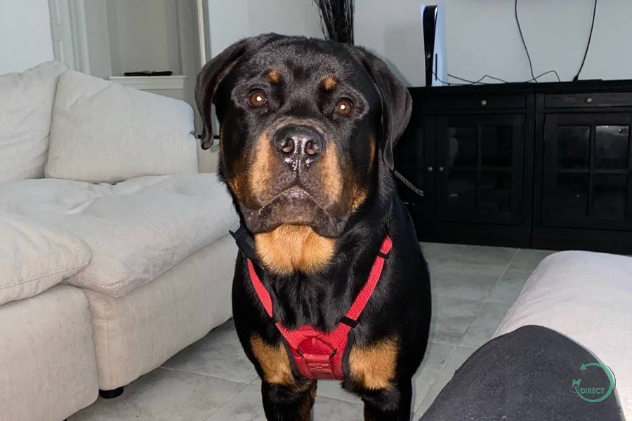 German Rottweiler, Rottweiler