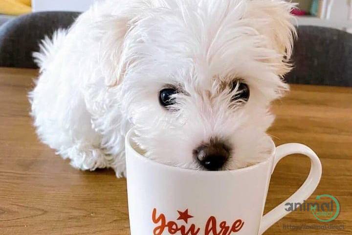 PET FOR SALE , Mixed Breed