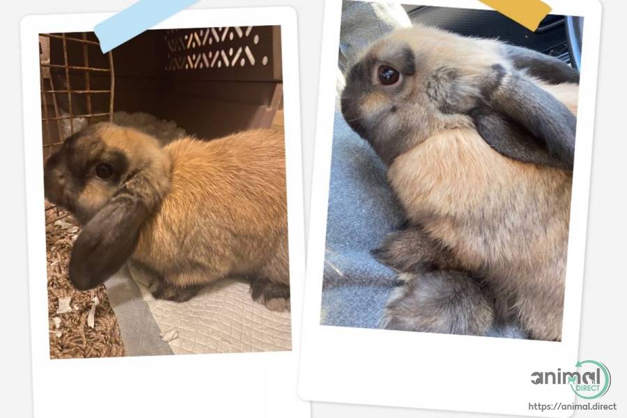 A Beautiful Girl, Rabbit