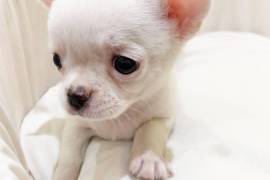 Chihuahua puppy, Chihuahua