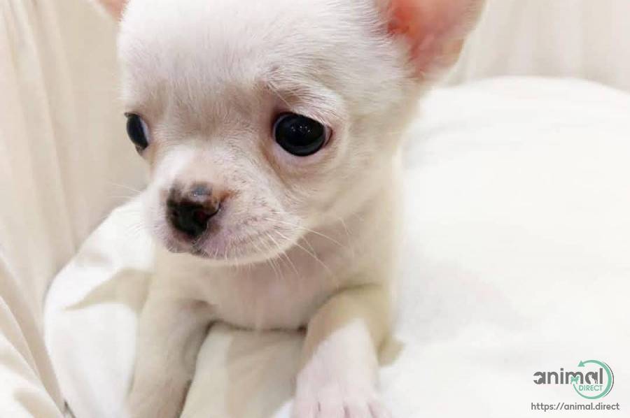 Chihuahua puppy, Chihuahua