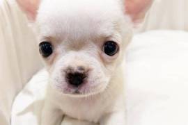 Chihuahua puppy, Chihuahua