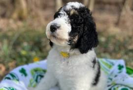Standard F1B Bernedoodle, Mixed Breed