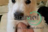 Dog, German Shepherd