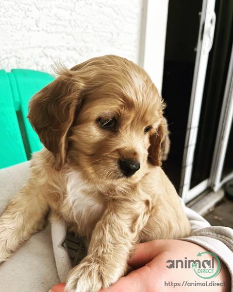 Pure bred cocker spaniels, Cocker Spaniel