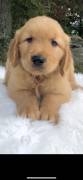 Golden Retriever Puppies, Golden Retriever