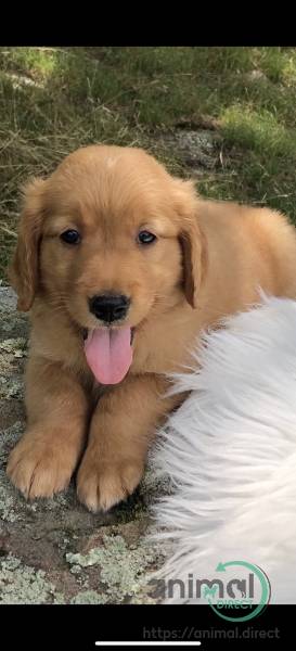 Golden Retriever Puppies, Golden Retriever