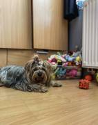 maya ready for new home, Yorkshire Terrier