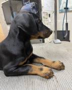 AKC Doberman Pinscher Puppies, Doberman Pinscher