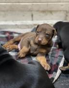 AKC Doberman Pinscher Puppies, Doberman Pinscher