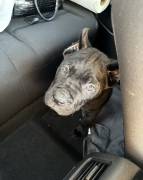 2 month old cane corso, Cane Corso