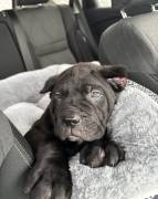 2 month old cane corso, Cane Corso