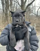 2 month old cane corso, Cane Corso