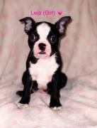 Boston Terrier puppys , Border Terrier