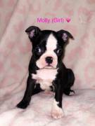 Boston Terrier puppys , Border Terrier