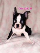 Boston Terrier puppys , Border Terrier