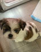 Adorable Shih Tzu , Mixed Breed