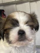 Adorable Shih Tzu , Mixed Breed