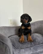 European Doberman pincher, Doberman Pinscher