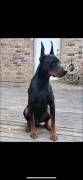 European Doberman pincher, Doberman Pinscher