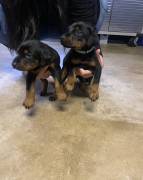 European Doberman pincher, Doberman Pinscher