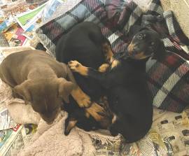 AKC Doberman, Doberman Pinscher