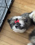 SHITZU 1 MALE 1 FEMALE, Shih Tzu SHITZU 1 MALE 1 FEMALE, Shih Tzu