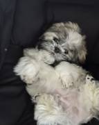 SHITZU 1 MALE 1 FEMALE, Shih Tzu SHITZU 1 MALE 1 FEMALE, Shih Tzu
