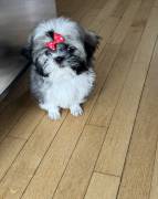 SHITZU 1 MALE 1 FEMALE, Shih Tzu SHITZU 1 MALE 1 FEMALE, Shih Tzu