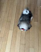 SHITZU 1 MALE 1 FEMALE, Shih Tzu SHITZU 1 MALE 1 FEMALE, Shih Tzu