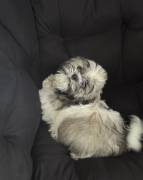 SHITZU 1 MALE 1 FEMALE, Shih Tzu