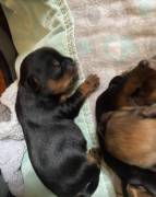 shorkie, Mixed Breed