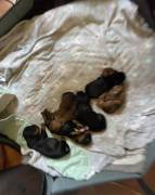 shorkie, Mixed Breed