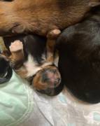 shorkie, Mixed Breed