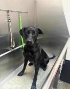 2 year old dog for sale❤️, Mixed Breed