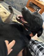 2 year old dog for sale❤️, Mixed Breed