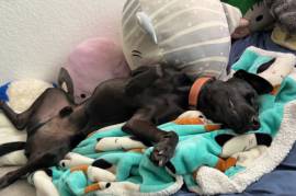 2 year old dog for sale❤️, Mixed Breed