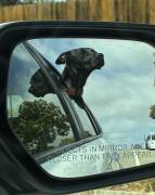 2 year old dog for sale❤️, Mixed Breed