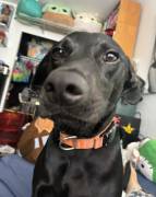 2 year old dog for sale❤️, Mixed Breed