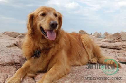 Golden Retriever, Golden Retriever