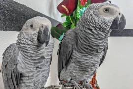 Bran and Linnet, African Grey