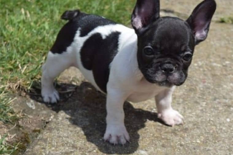 Standard AKC French bulldogs , French Bulldog