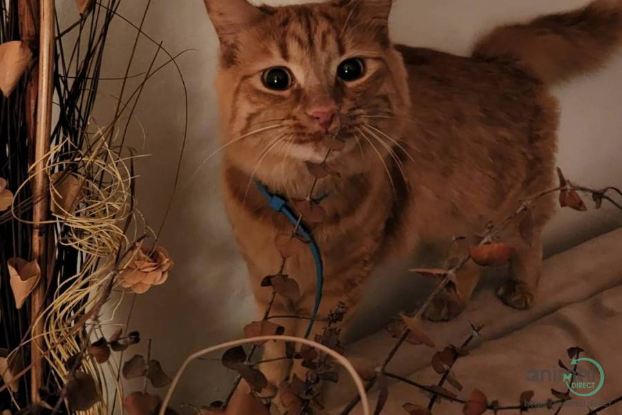 Friendly cat. URGENT SALE, Maine Coon