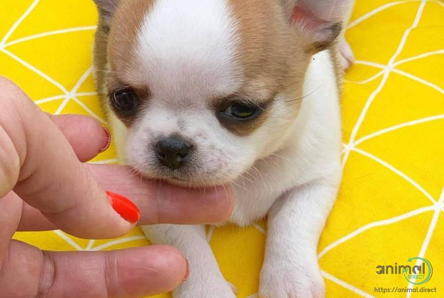Chihuahua Puppy For Adoption, Chihuahua