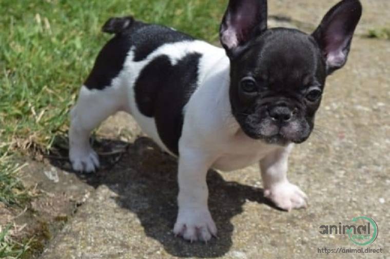 Beautiful AKC French bulldogs, French Bulldog
