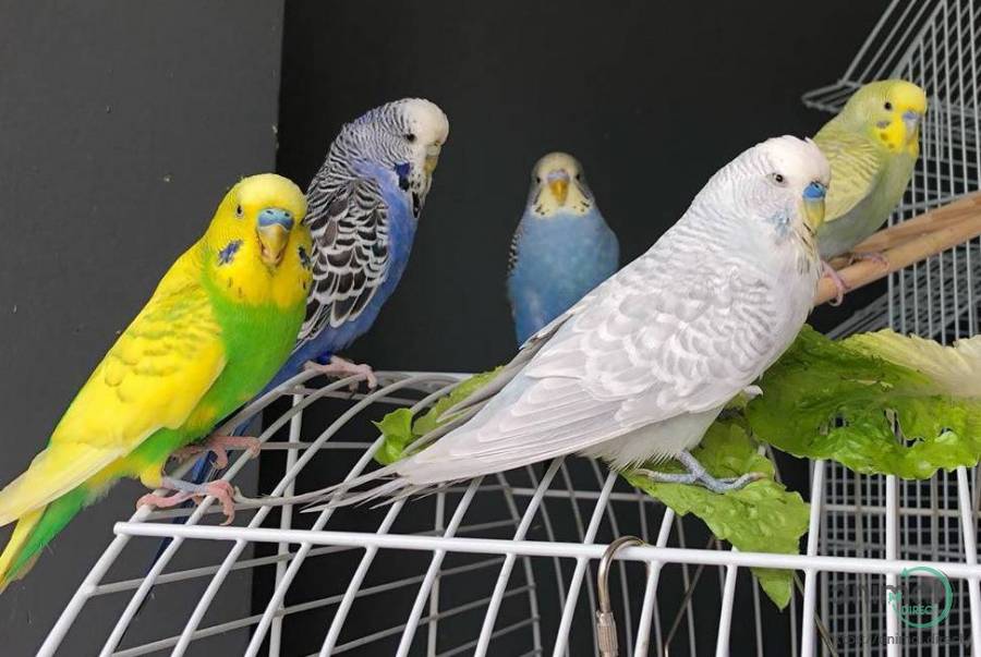 Cockatoo For sale , Cockatoo