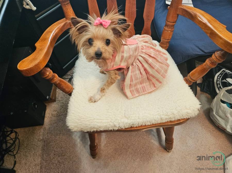 Gold Dust Female Yorkie, Yorkshire Terrier