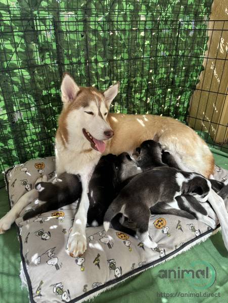 husky Puppies, Siberian Husky